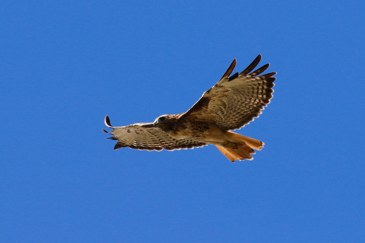 Red-tailed Hawk - Eric Gustafson