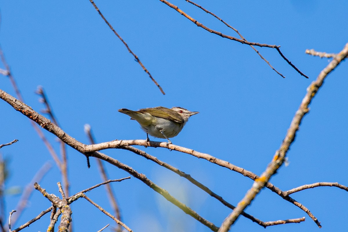 Red-eyed Vireo - Hallie Daly