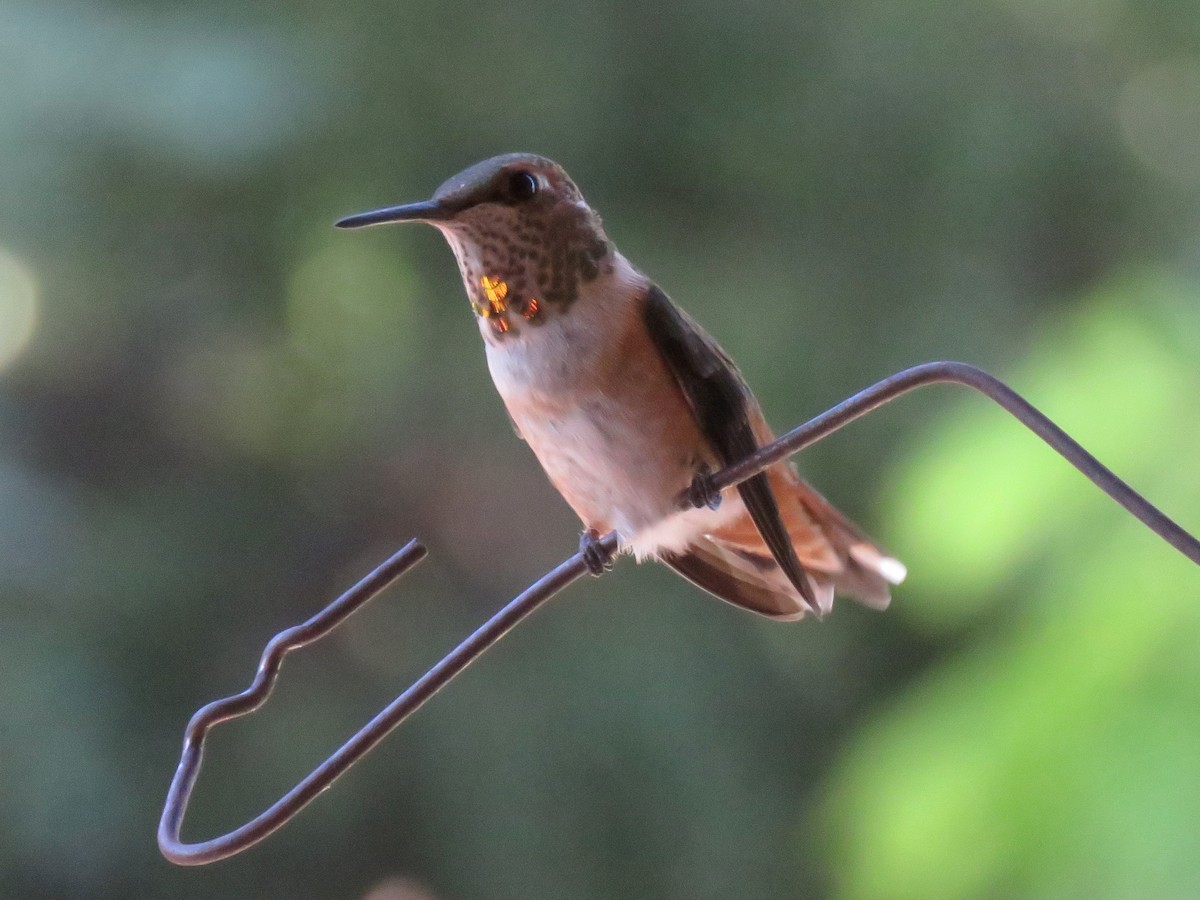 Rufous Hummingbird - ML252736971