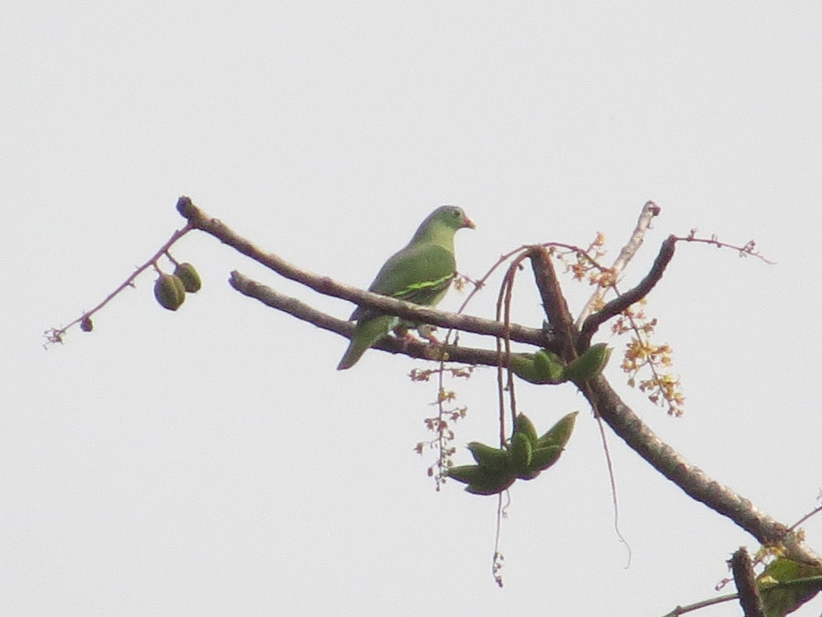 Thick-billed Green-Pigeon - ML252738001