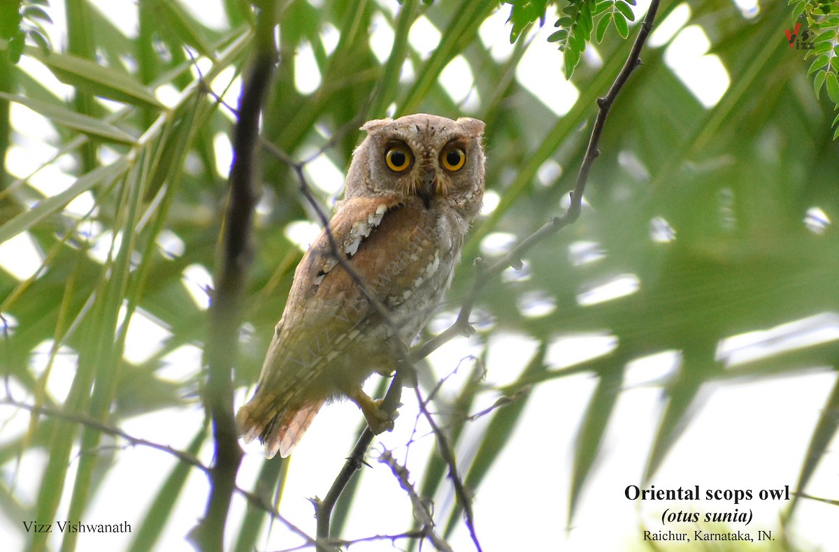 Oriental Scops-Owl - Vizz Vishwanath