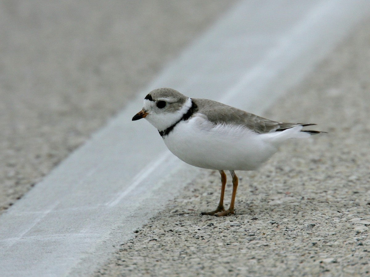 Piping Plover - ML25274041