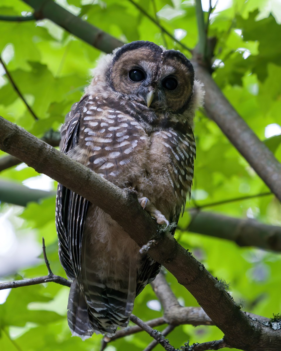 Spotted Owl (Northern) - ML252742181