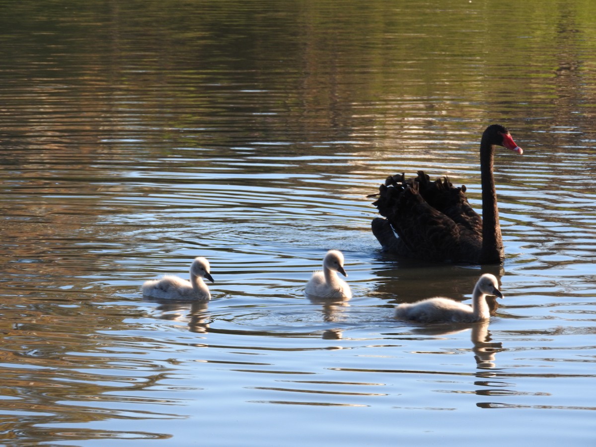 Black Swan - Heather King