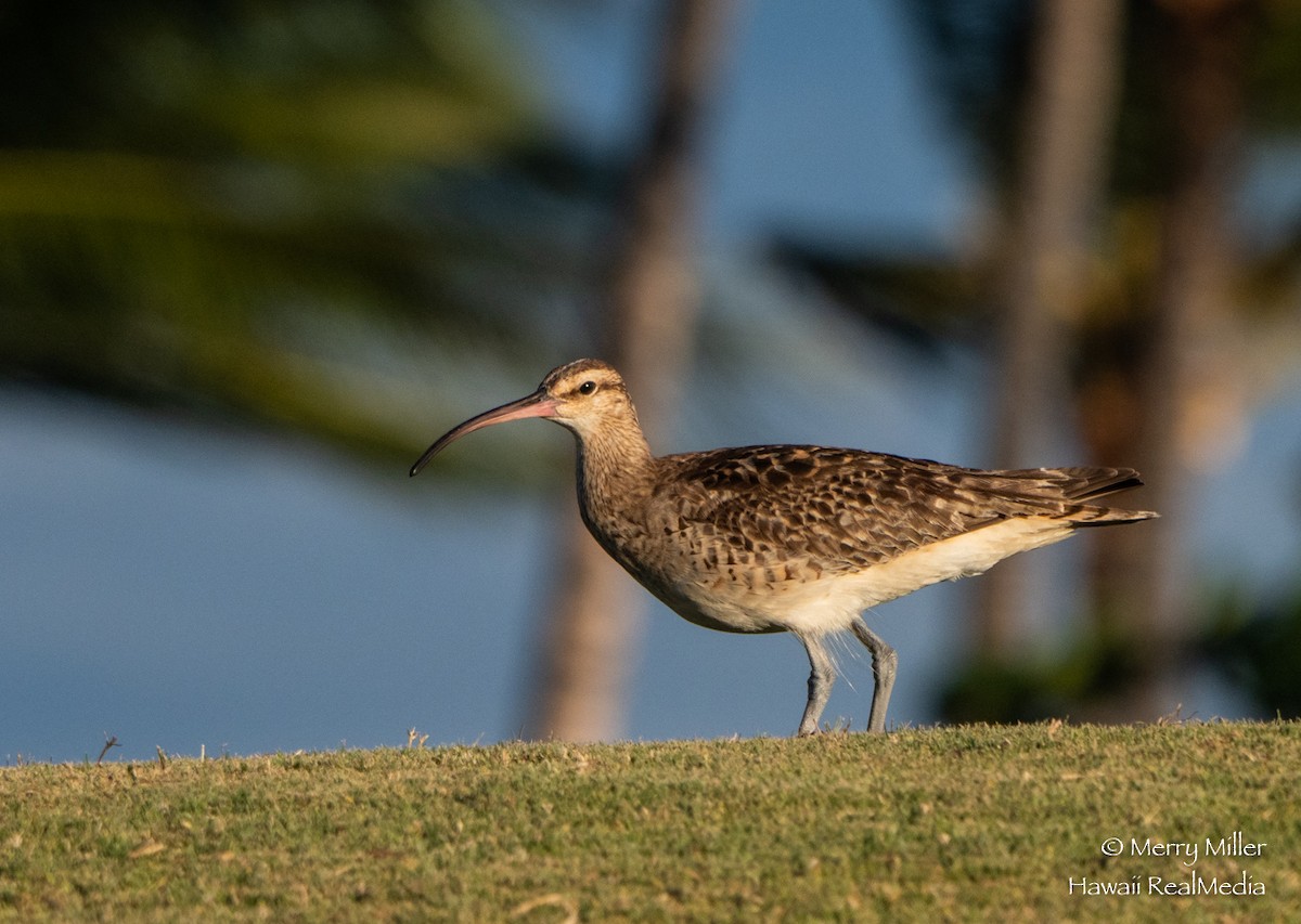 Bristle-thighed Curlew - ML252747701