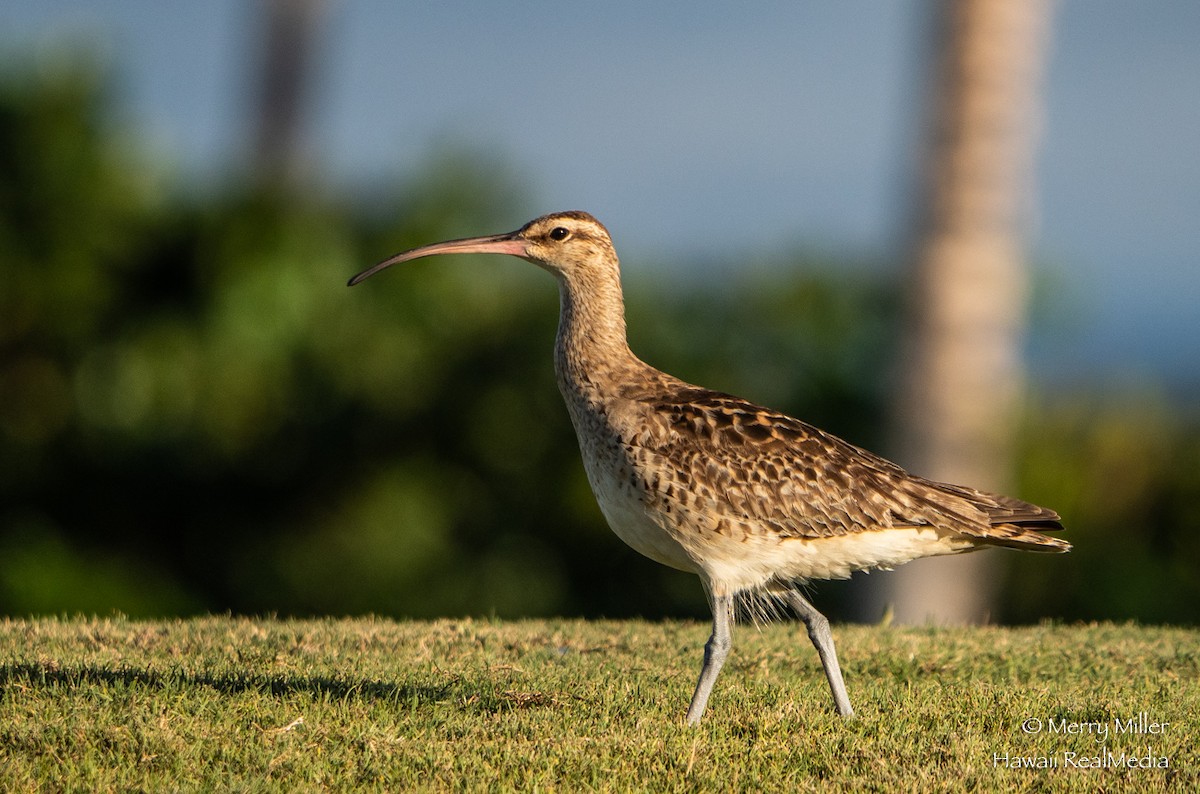 Bristle-thighed Curlew - ML252747711