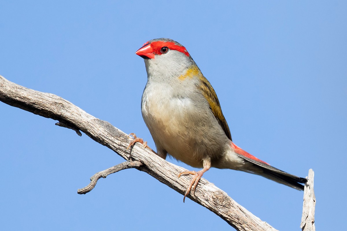 Red-browed Firetail - ML252748651