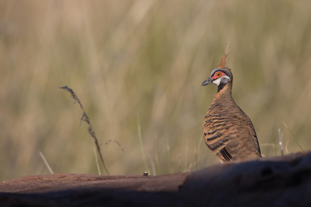 Spinifex Pigeon (White-bellied) - ML252759361