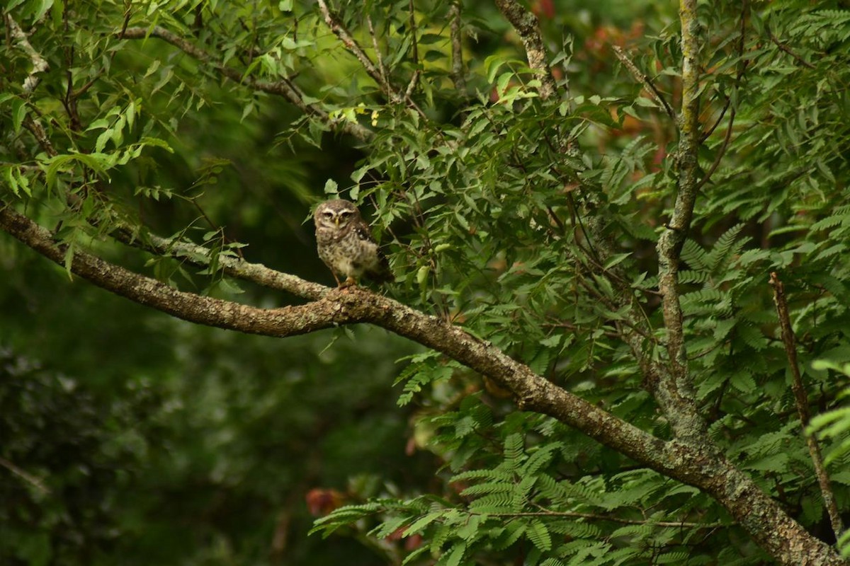 Spotted Owlet - ML252760271