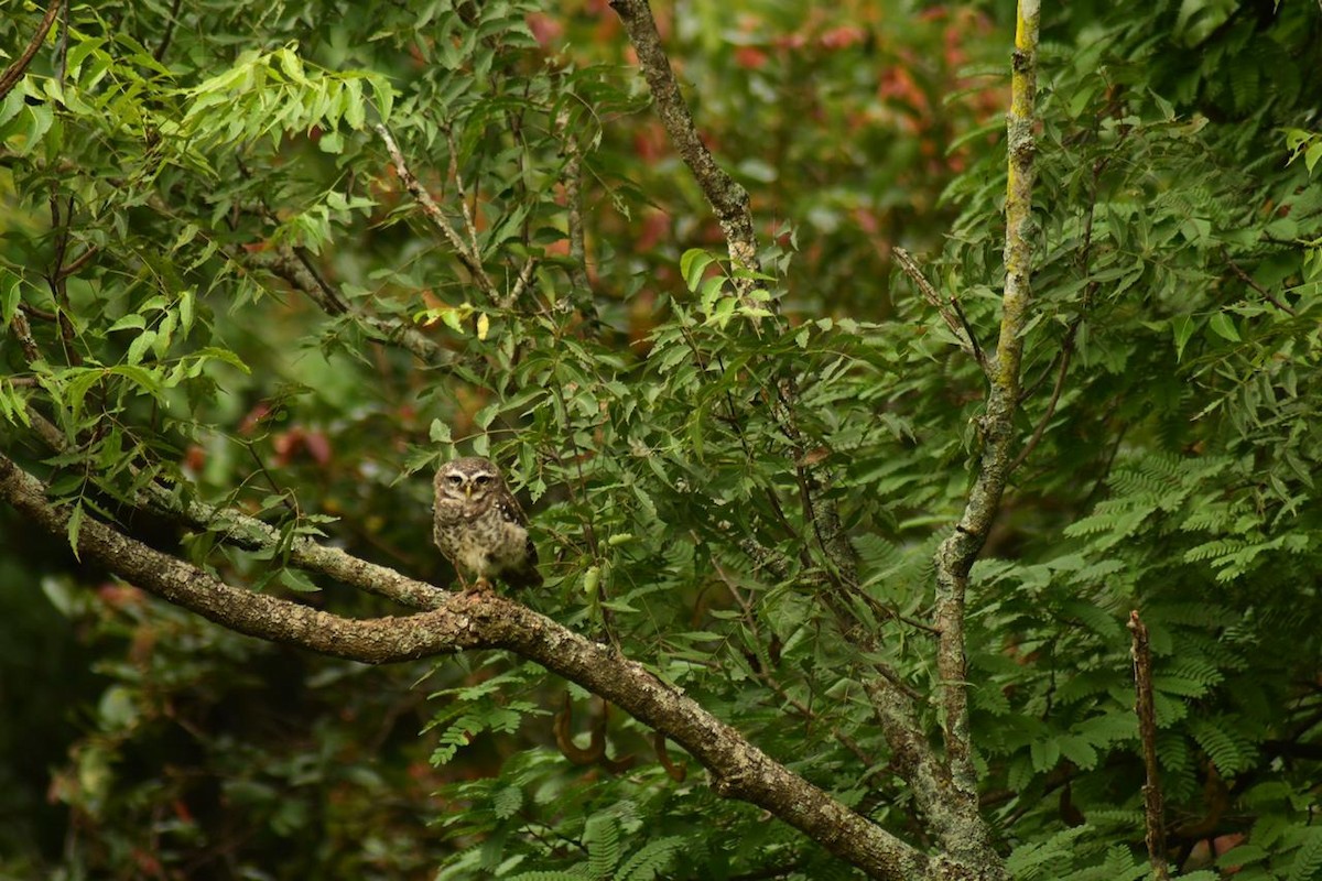 Spotted Owlet - Adhithyan NK
