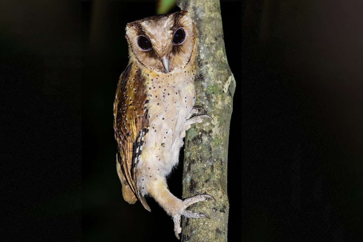 Sri Lanka Bay-Owl - ML252762931