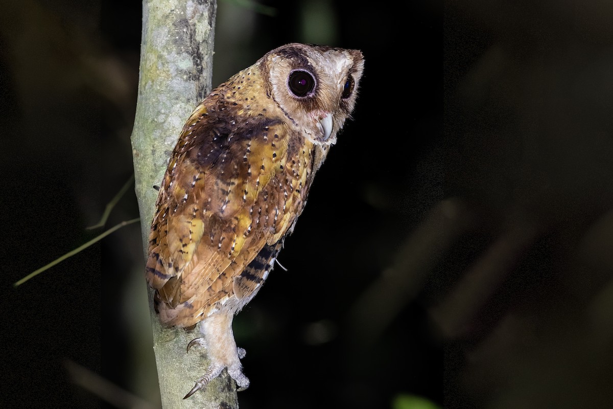 Sri Lanka Bay-Owl - ML252763951