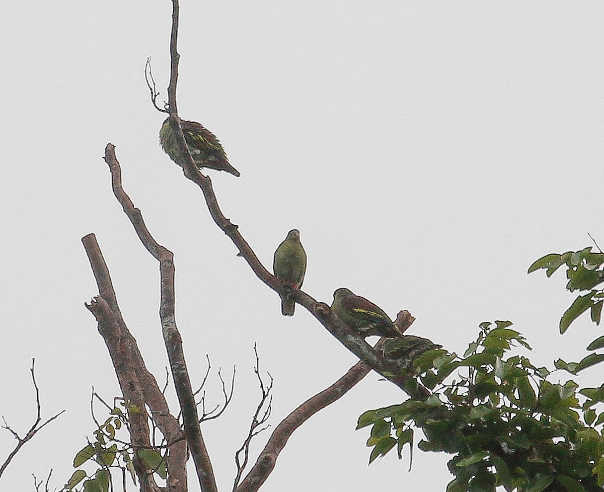 Thick-billed Green-Pigeon - ML252765271