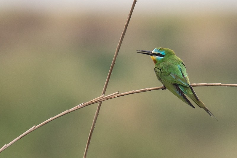 Blue-cheeked Bee-eater - ML252770681