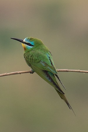 Blue-cheeked Bee-eater - ML252770711