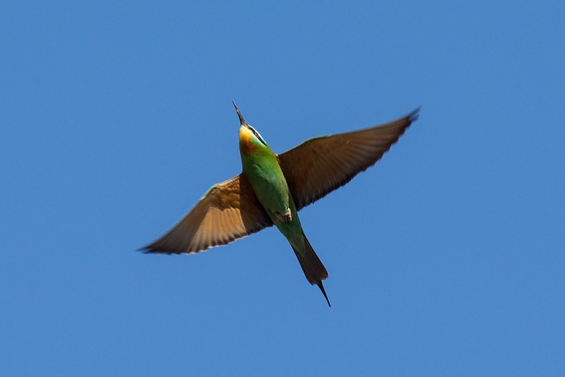 Blue-cheeked Bee-eater - ML252772631