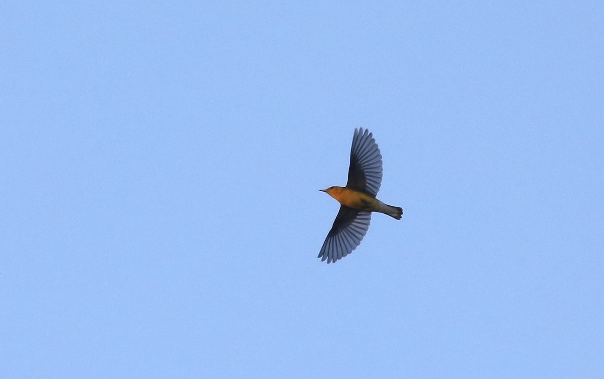Prothonotary Warbler - Ross Gallardy