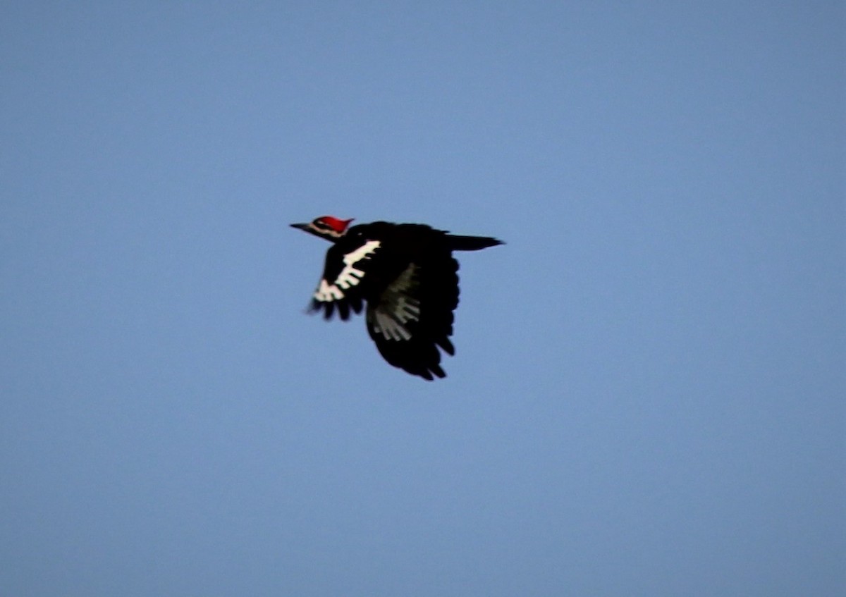 Pileated Woodpecker - Chuck  Parker