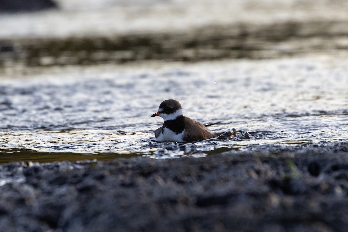 Semipalmated Plover - ML252781571