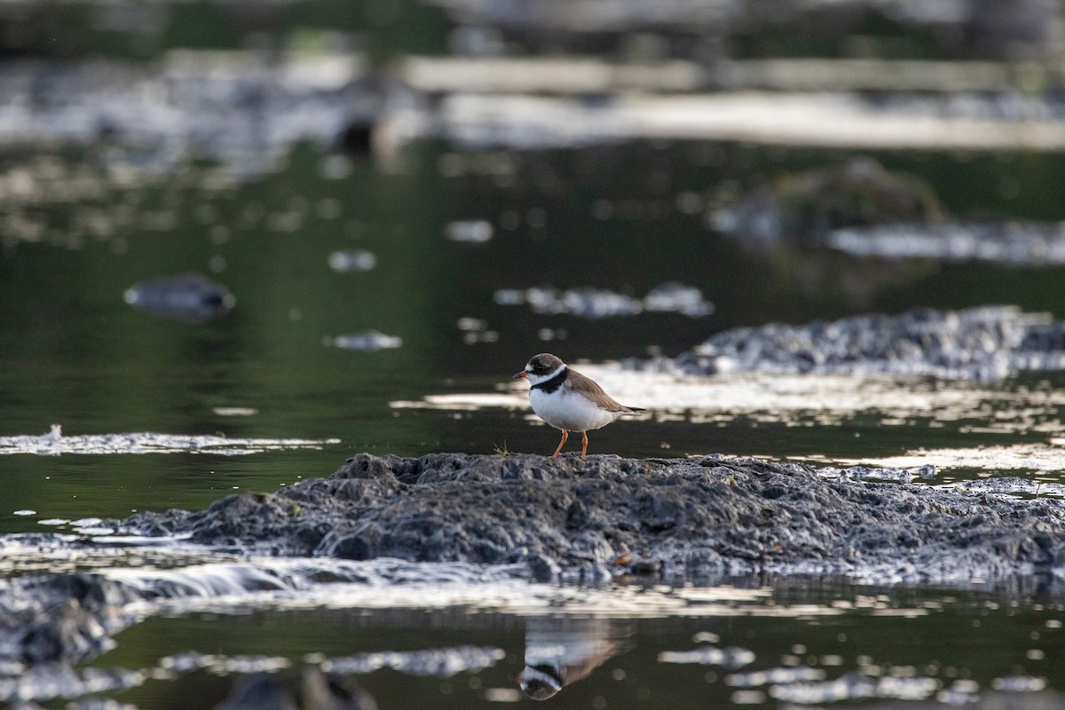 Semipalmated Plover - ML252781581