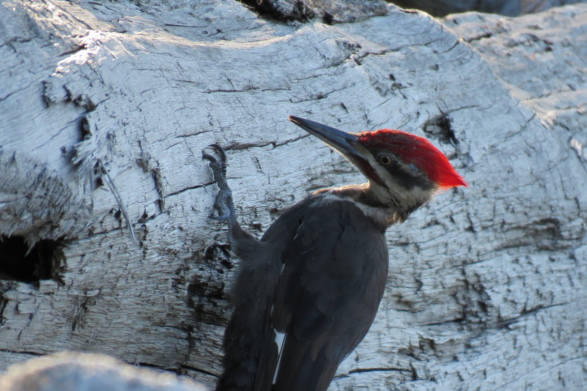 Pileated Woodpecker - ML252782371