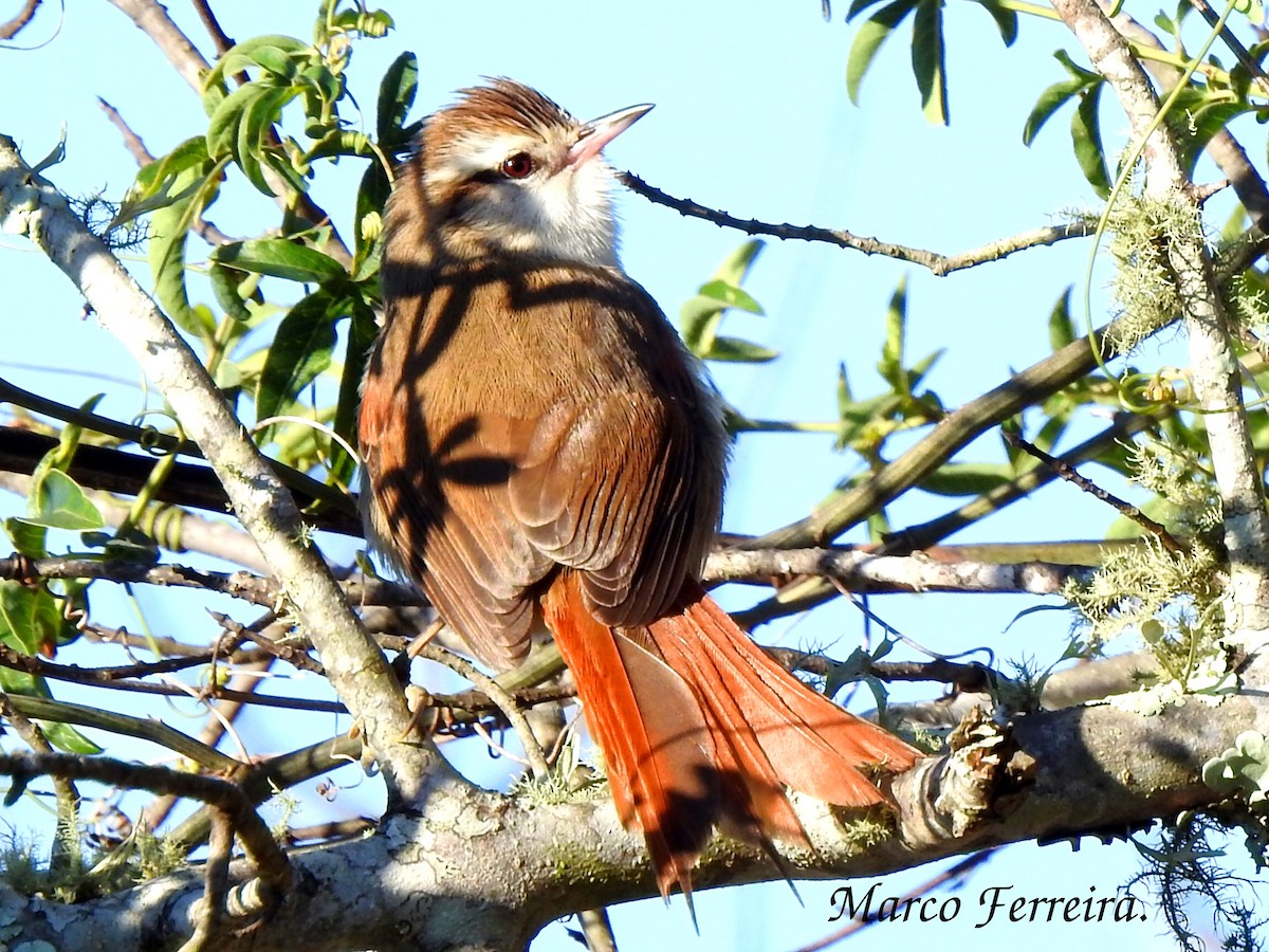 Stripe-crowned Spinetail - Marco  Ferreira