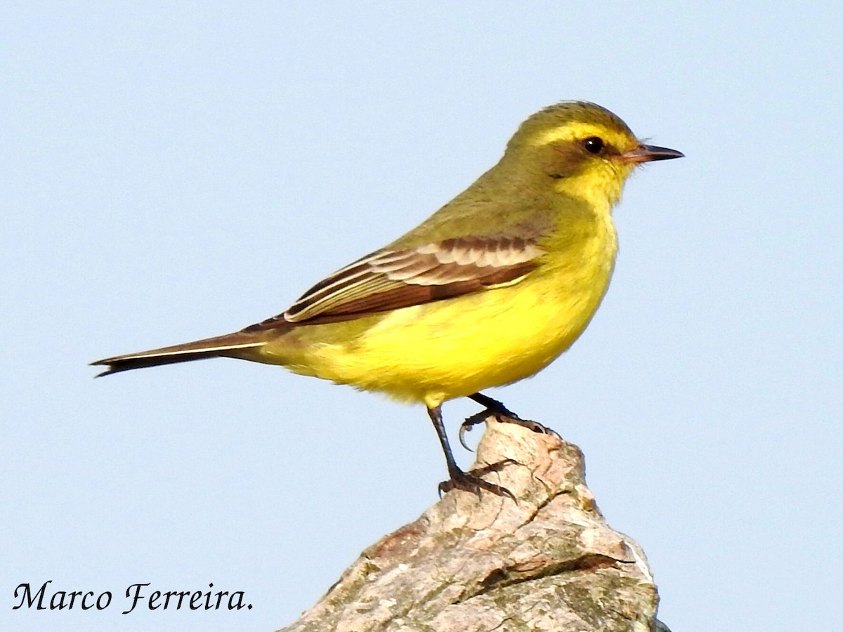 Yellow-browed Tyrant - Marco  Ferreira