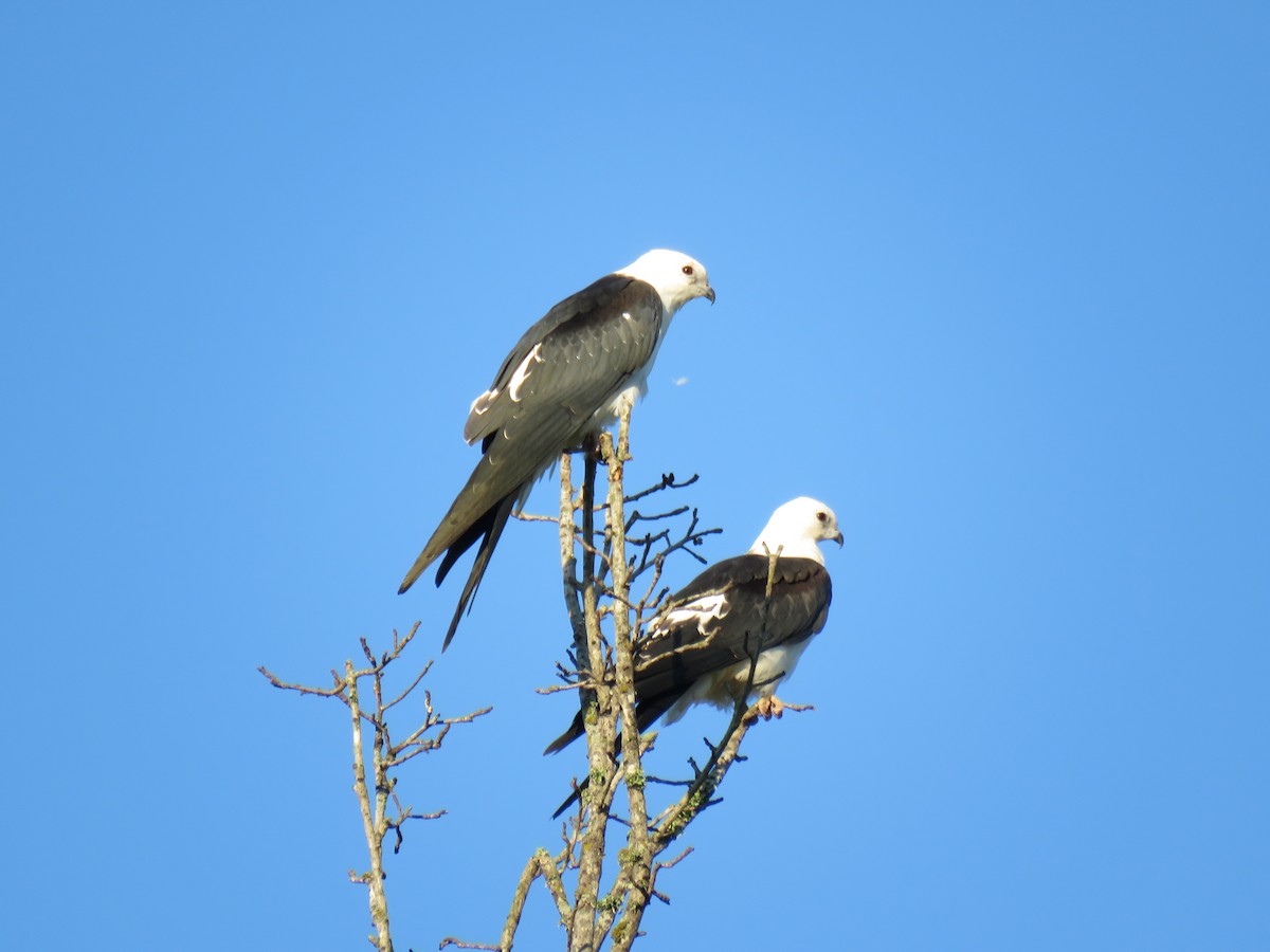 Swallow-tailed Kite - Douglas Wood