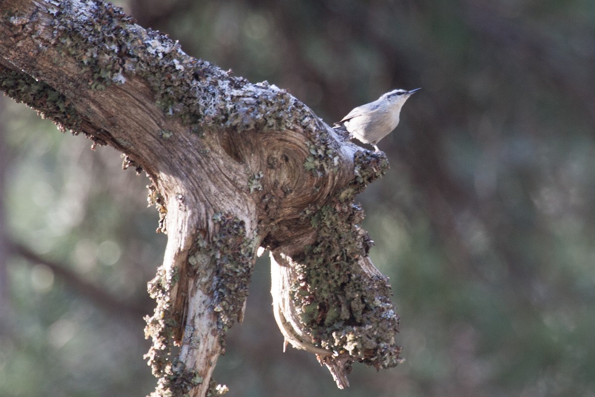 Corsican Nuthatch - ML252786911