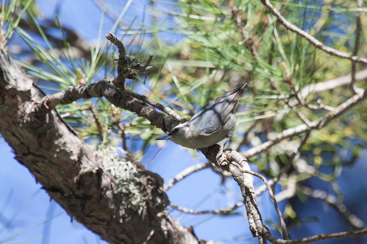Corsican Nuthatch - ML252786931