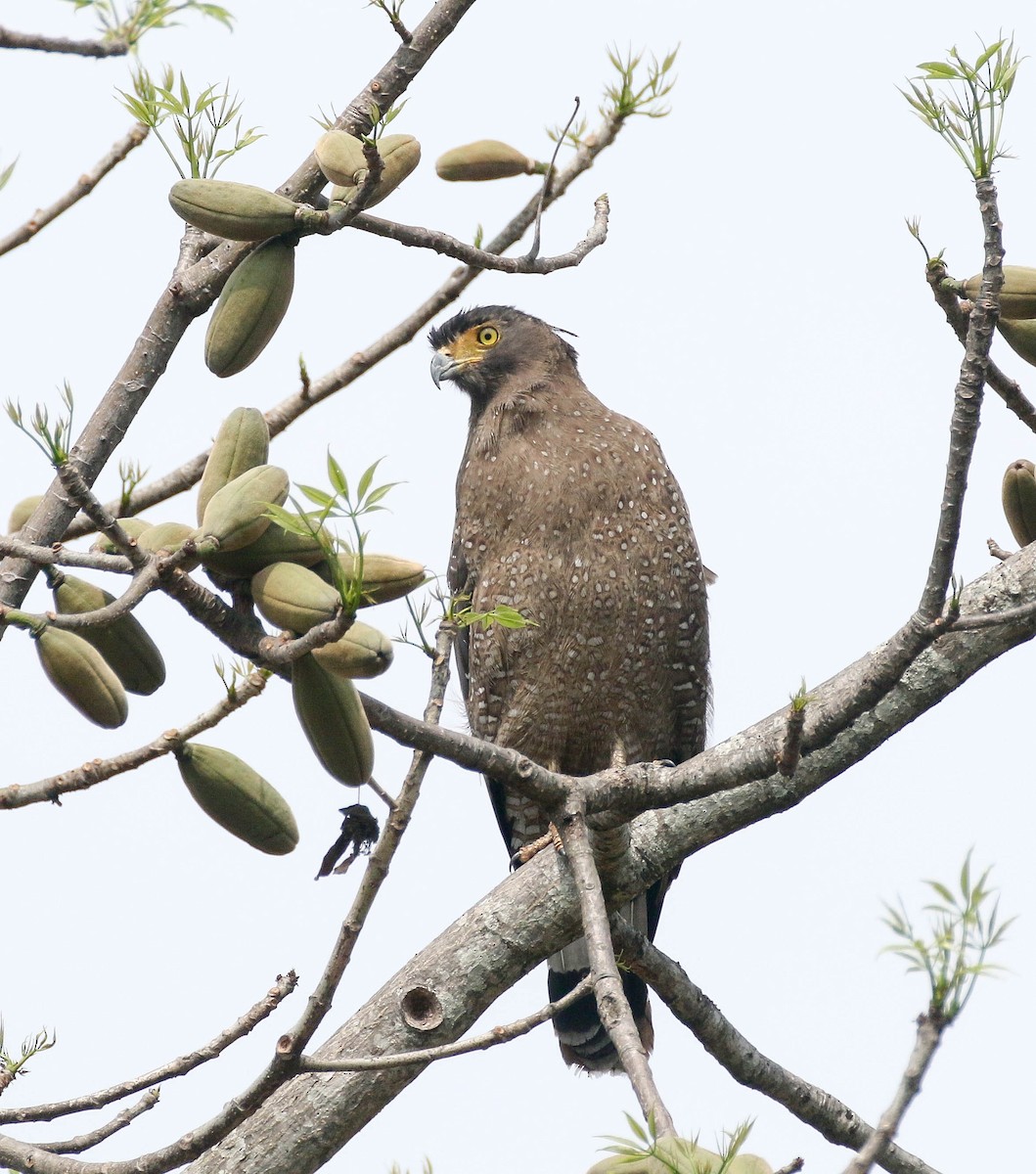Crested Serpent-Eagle - ML252794221