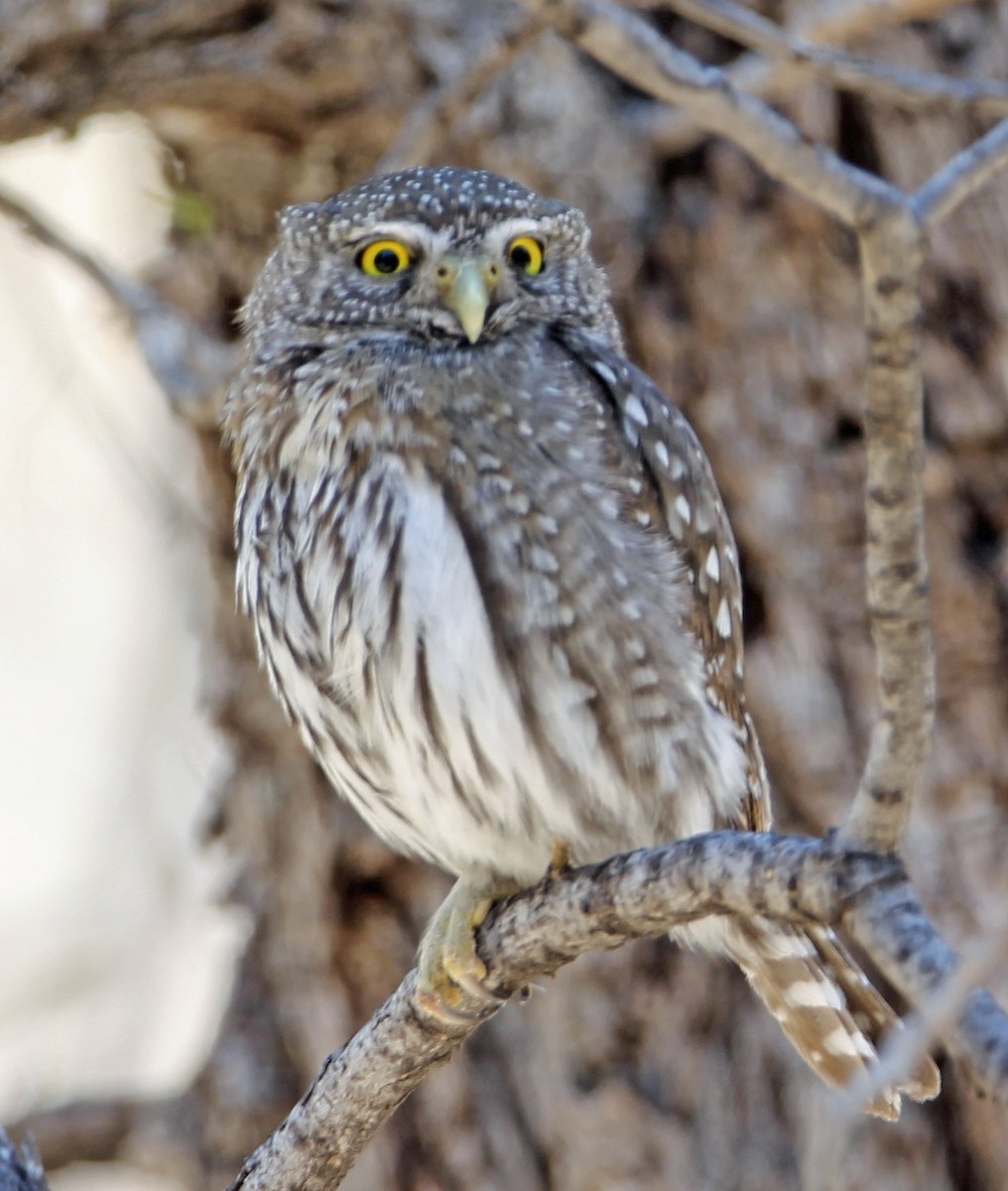 Northern Pygmy-Owl - Jim Guyton