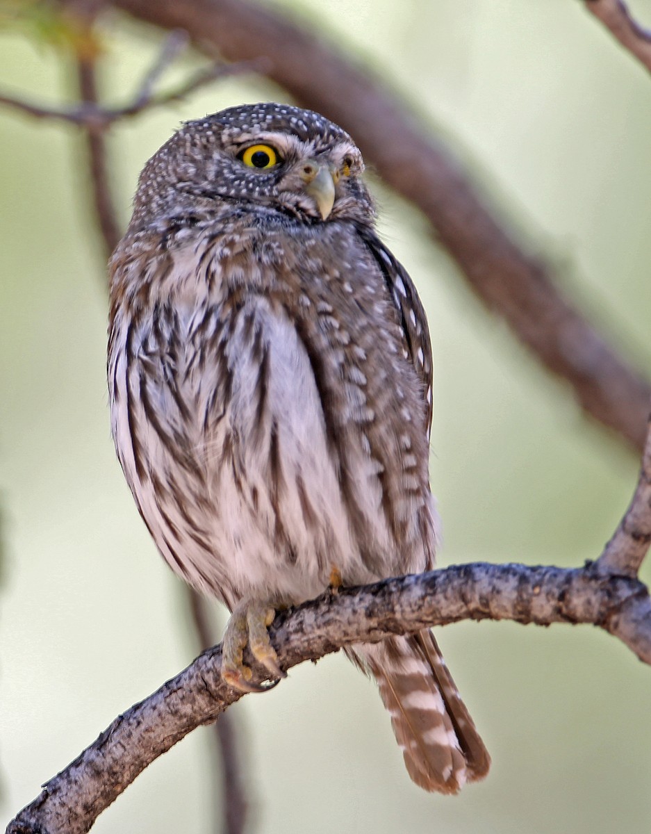Northern Pygmy-Owl - ML252796971