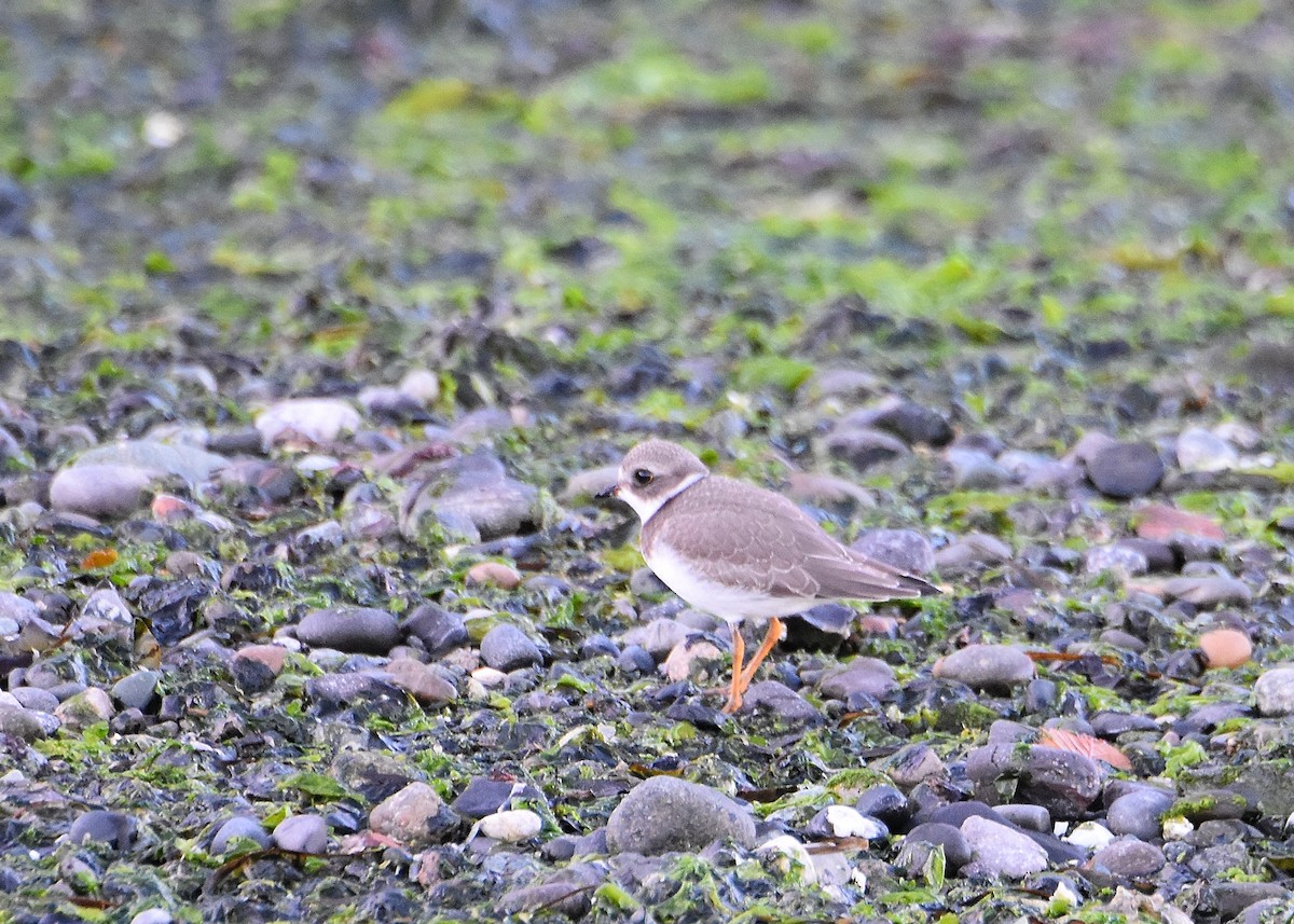 Semipalmated Plover - ML252797781