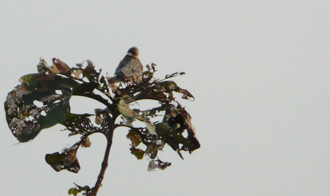Amur Falcon - Arnold Goveas