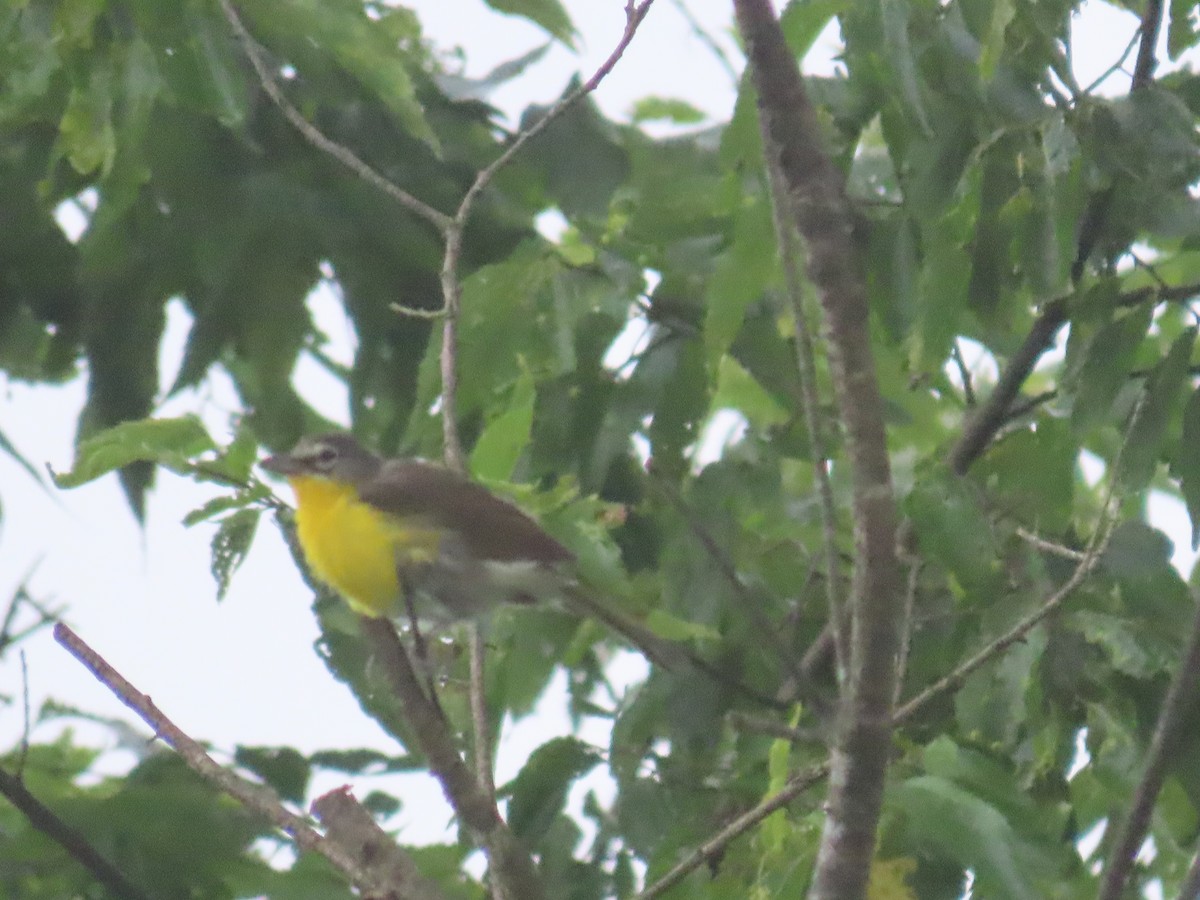 Yellow-breasted Chat - ML252804291
