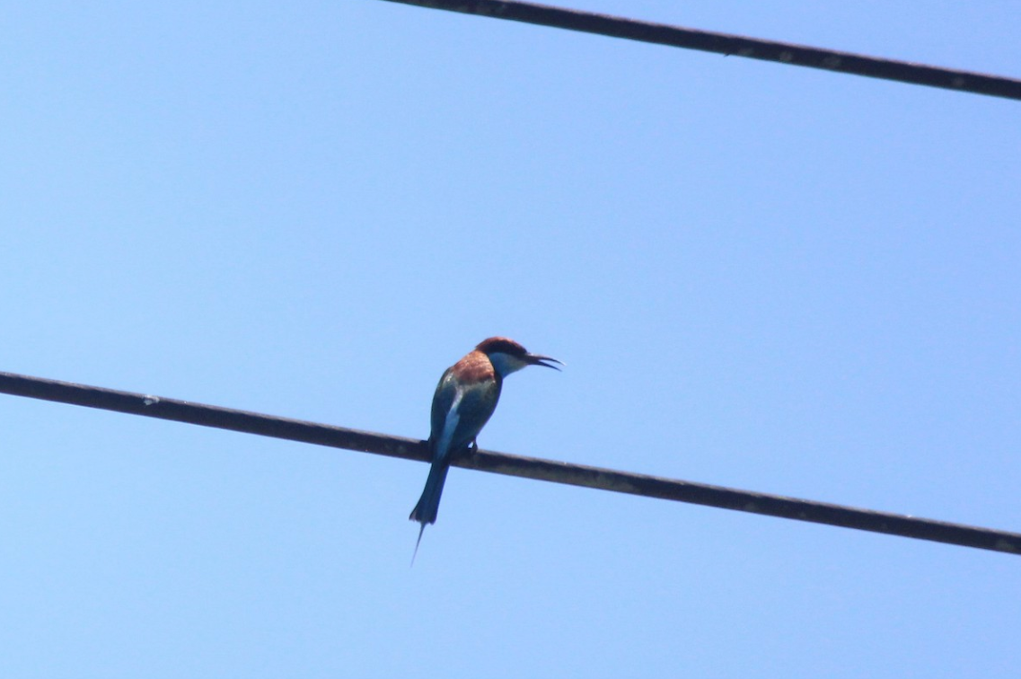 Blue-throated Bee-eater - Lucas Corneliussen