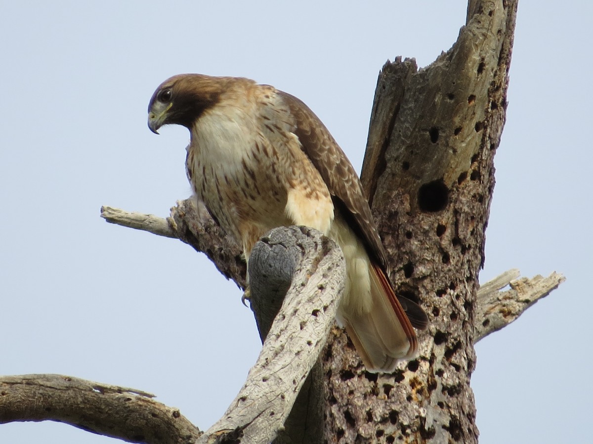 Red-tailed Hawk (calurus/alascensis) - ML25280741