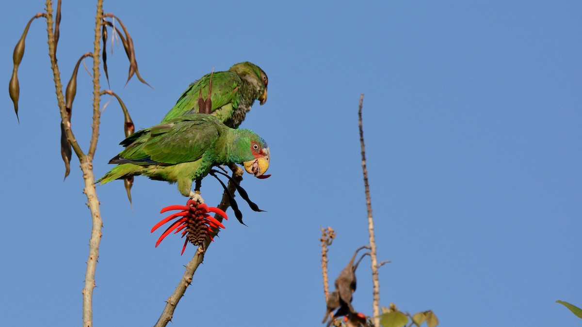 White-fronted Parrot - ML252807661