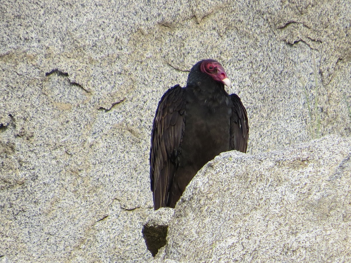 Turkey Vulture - ML25280831
