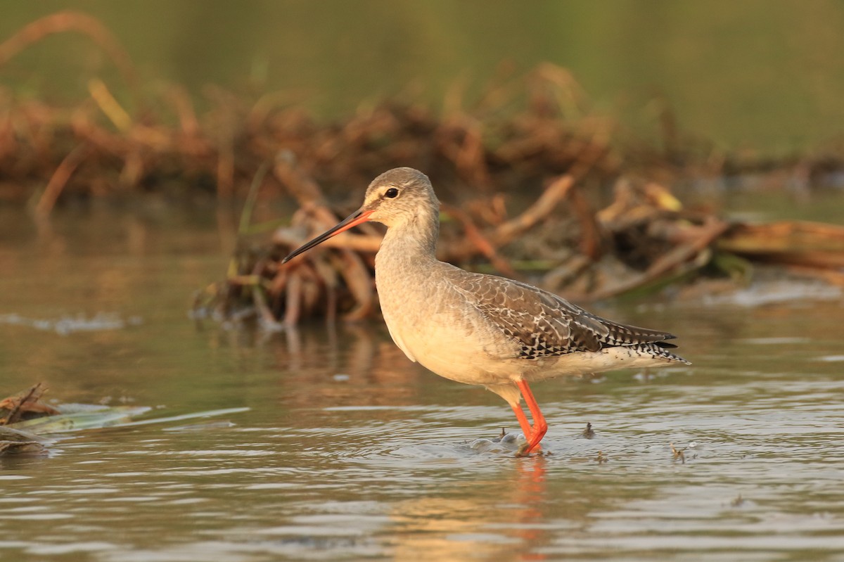 Spotted Redshank - ML252810281