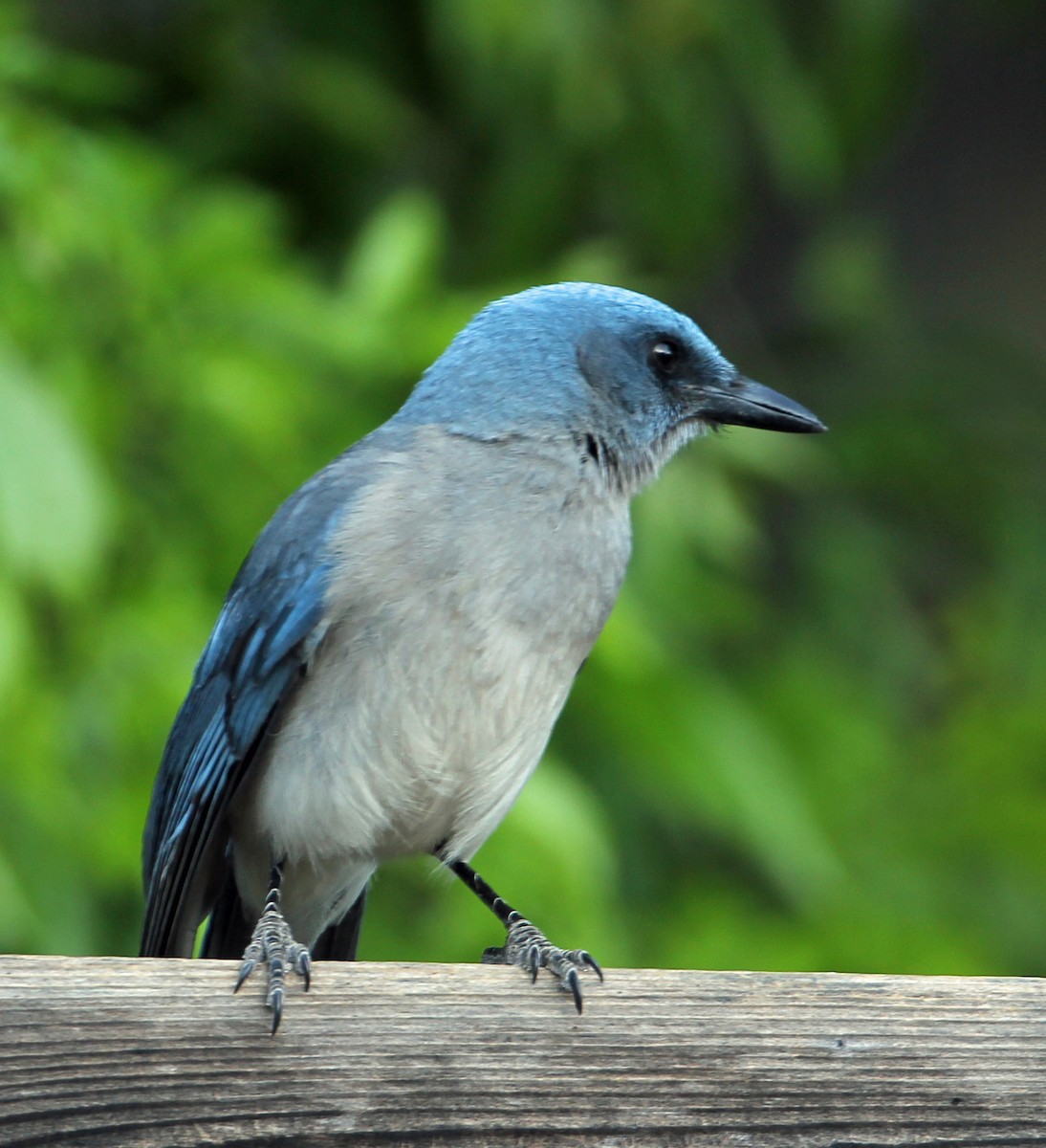 Mexican Jay - ML252812611