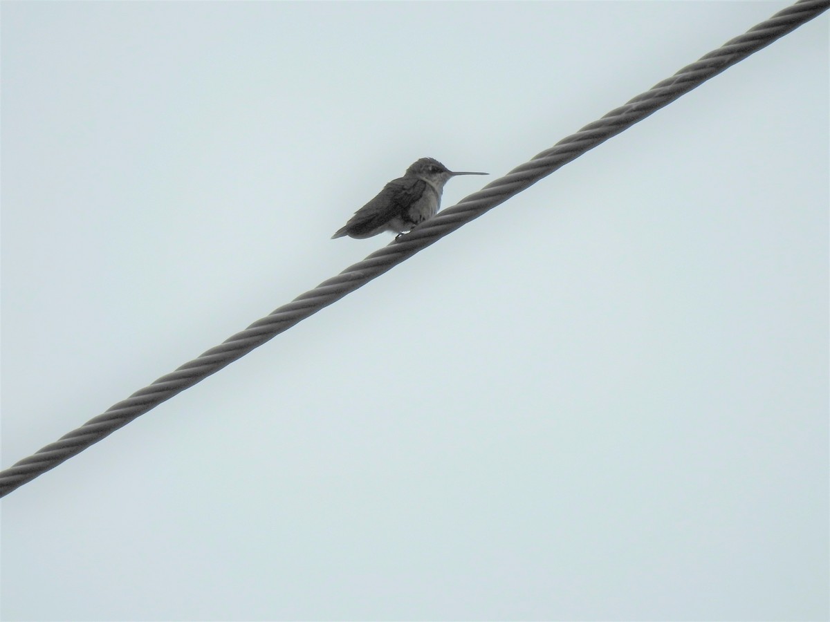 Black-chinned Hummingbird - John Landa