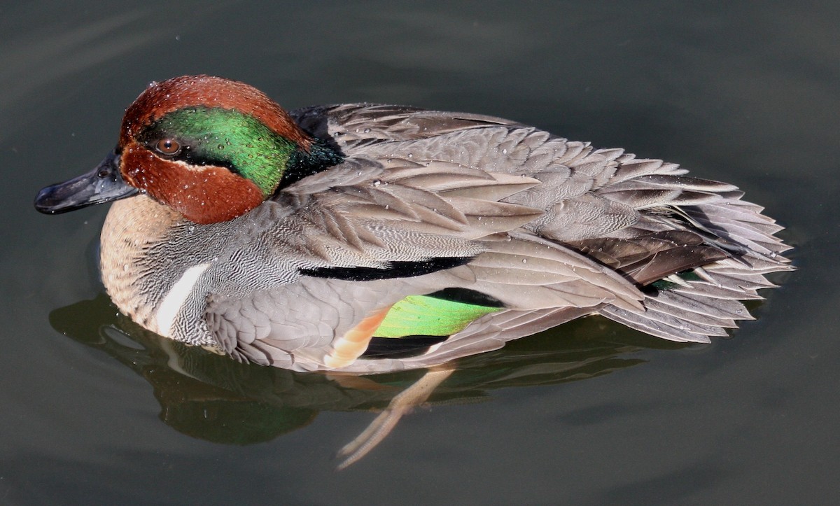 Green-winged Teal - ML25281401