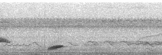 Trauernachtschwalbe - ML25283
