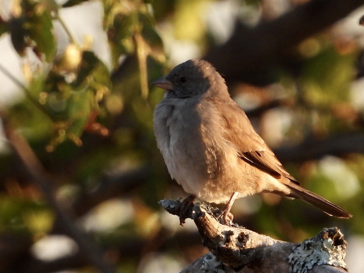 Swahili Sparrow - ML252834241