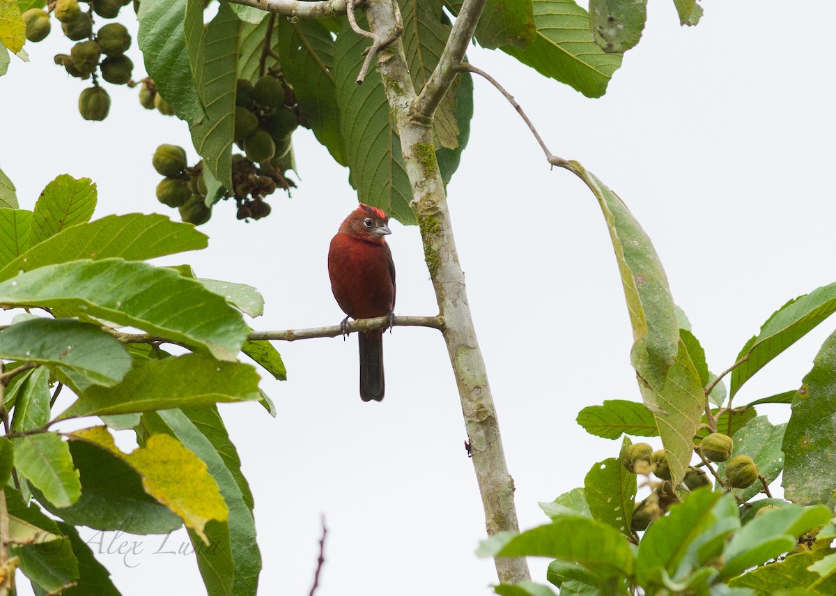 Red-crested Finch - ML252836831