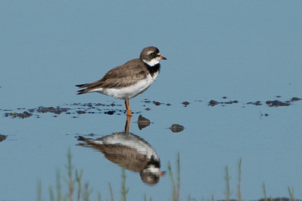 Semipalmated Plover - ML252842751