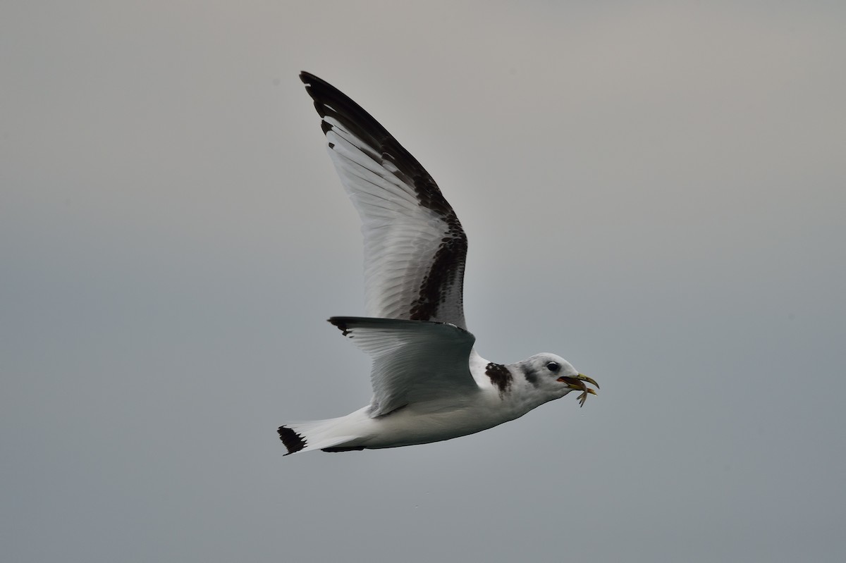 Mouette tridactyle - ML25284831