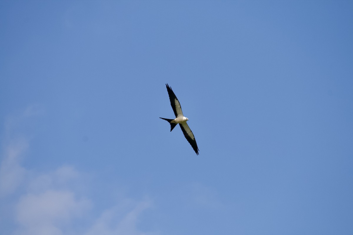 Swallow-tailed Kite - ML252849881